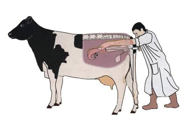 Artificial Insemination - Ruhaanii Milk Producer Company Limited (RMPCL)