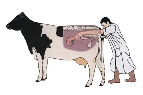 Artificial Insemination